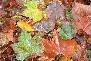 Autumn-leaves background