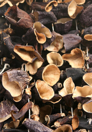 Dried-Mushrooms background