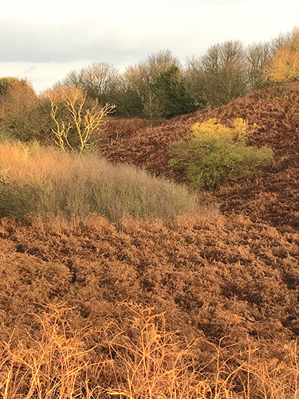 Bracken Bracken overstrand norfolk