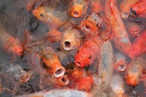 Calling-Fish