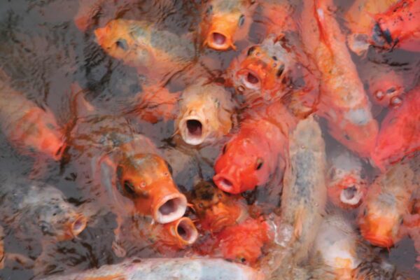 Calling-Fish
