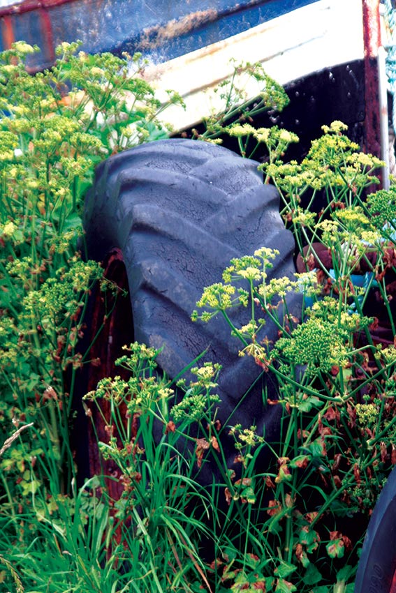 Amongst-the-Weeds