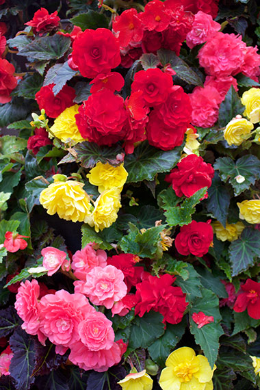 Begonias
