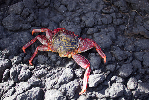 Crab