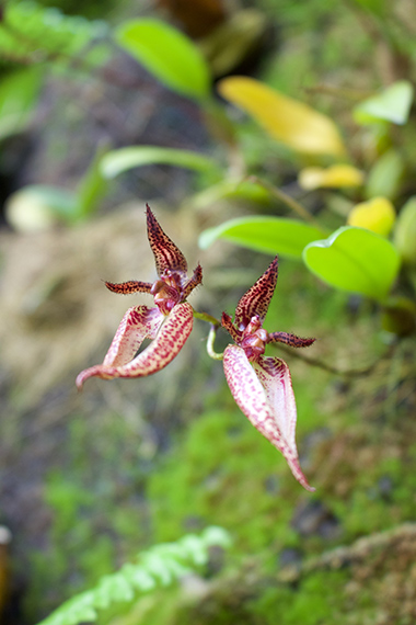 Flying-Orchid
