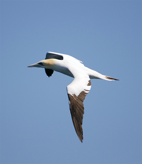 Gannet