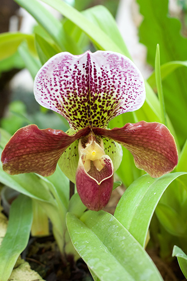 Green-centre-Orchid