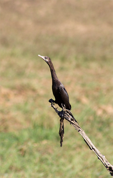 Indian-Darter