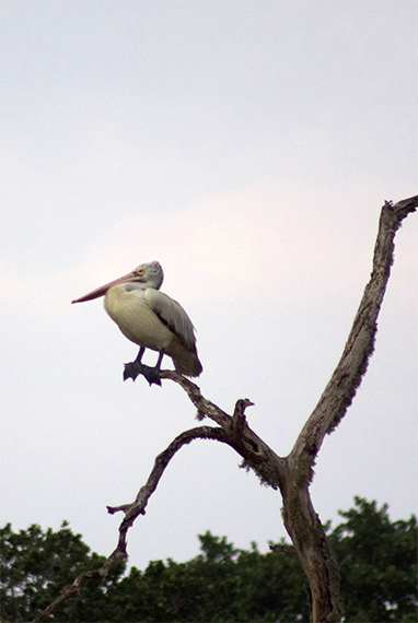 Pelican