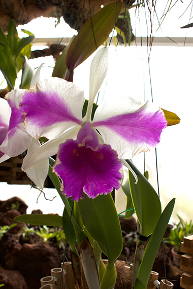 Purple-White-Orchid