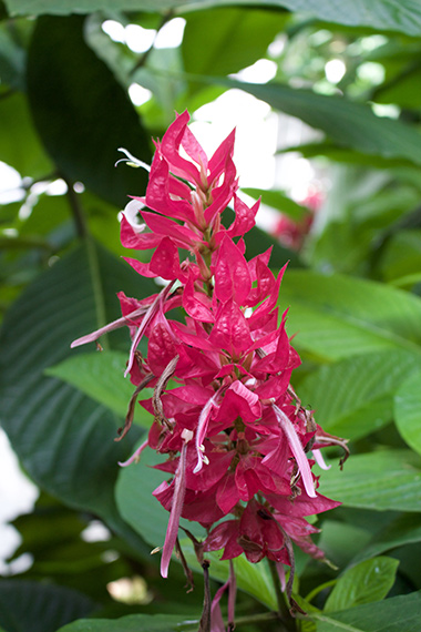 Red-Spike-Flower