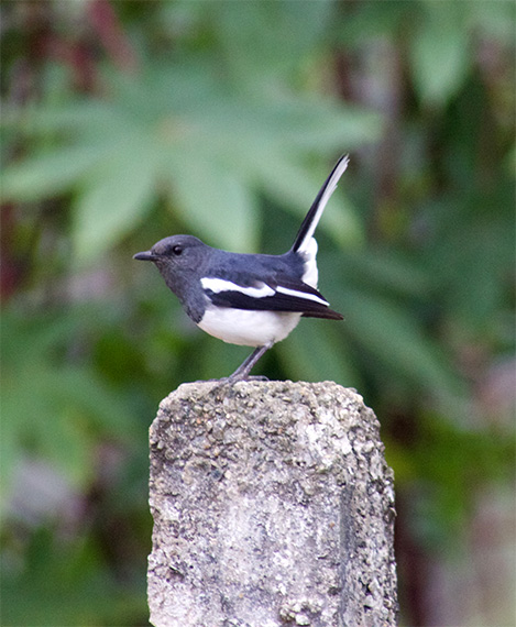 Small-Bird