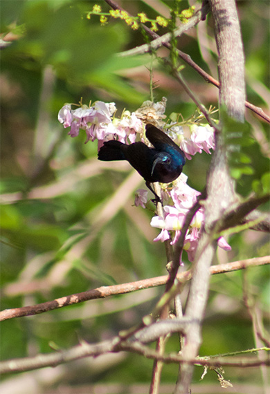 Sun-Bird