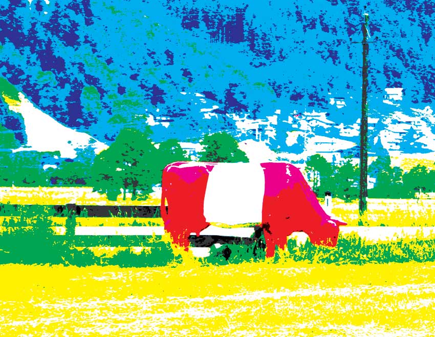 The-Red-and-White-Cow