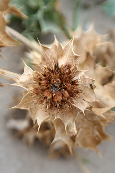 Thistle
