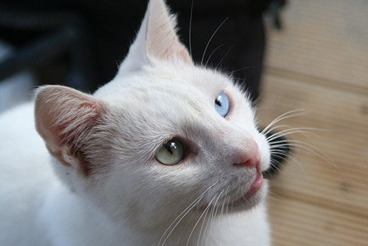 White-Cat