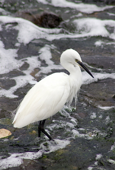 White-Heron