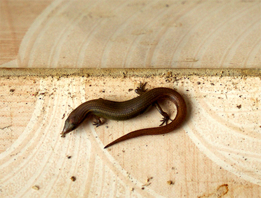 brown-Lizard