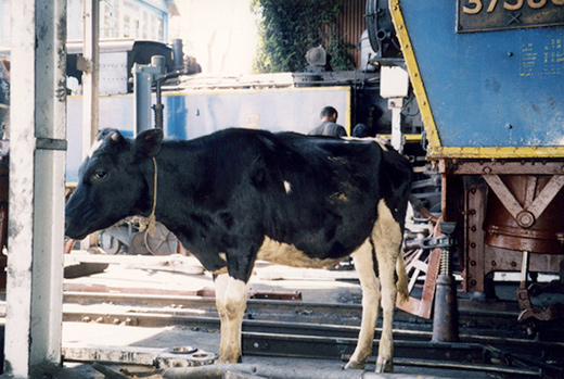 cow