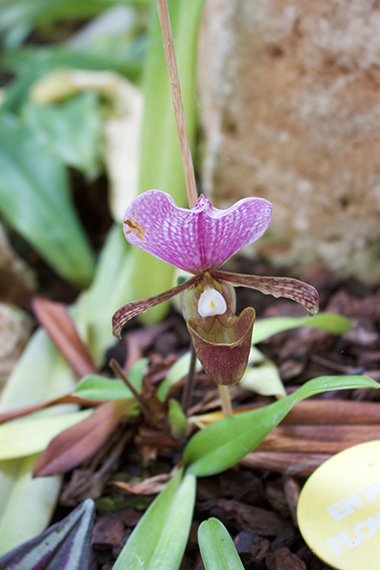 cup-Orchid