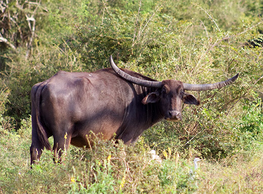 long-Horns