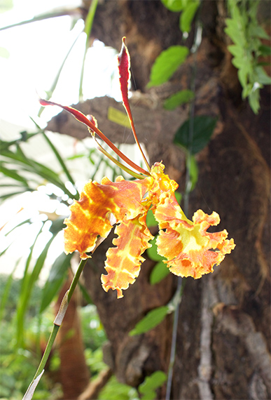 orchid-tail
