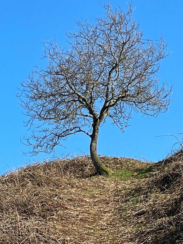 Raised Ridge Tree Ridge Tree | My Photo World