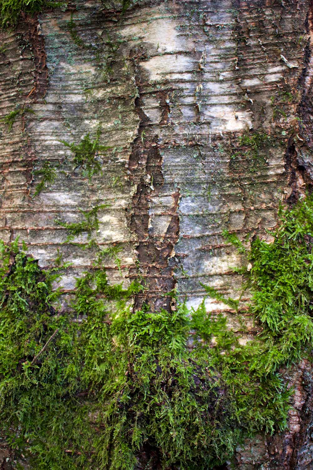 silver-birch 2
