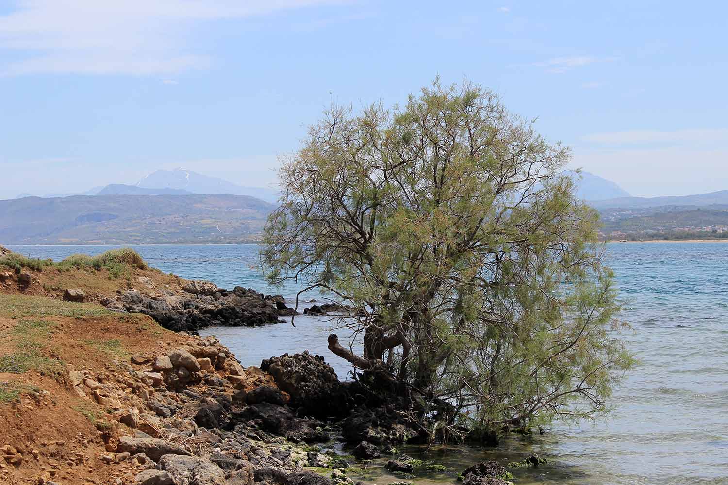 tree-on-the-edge