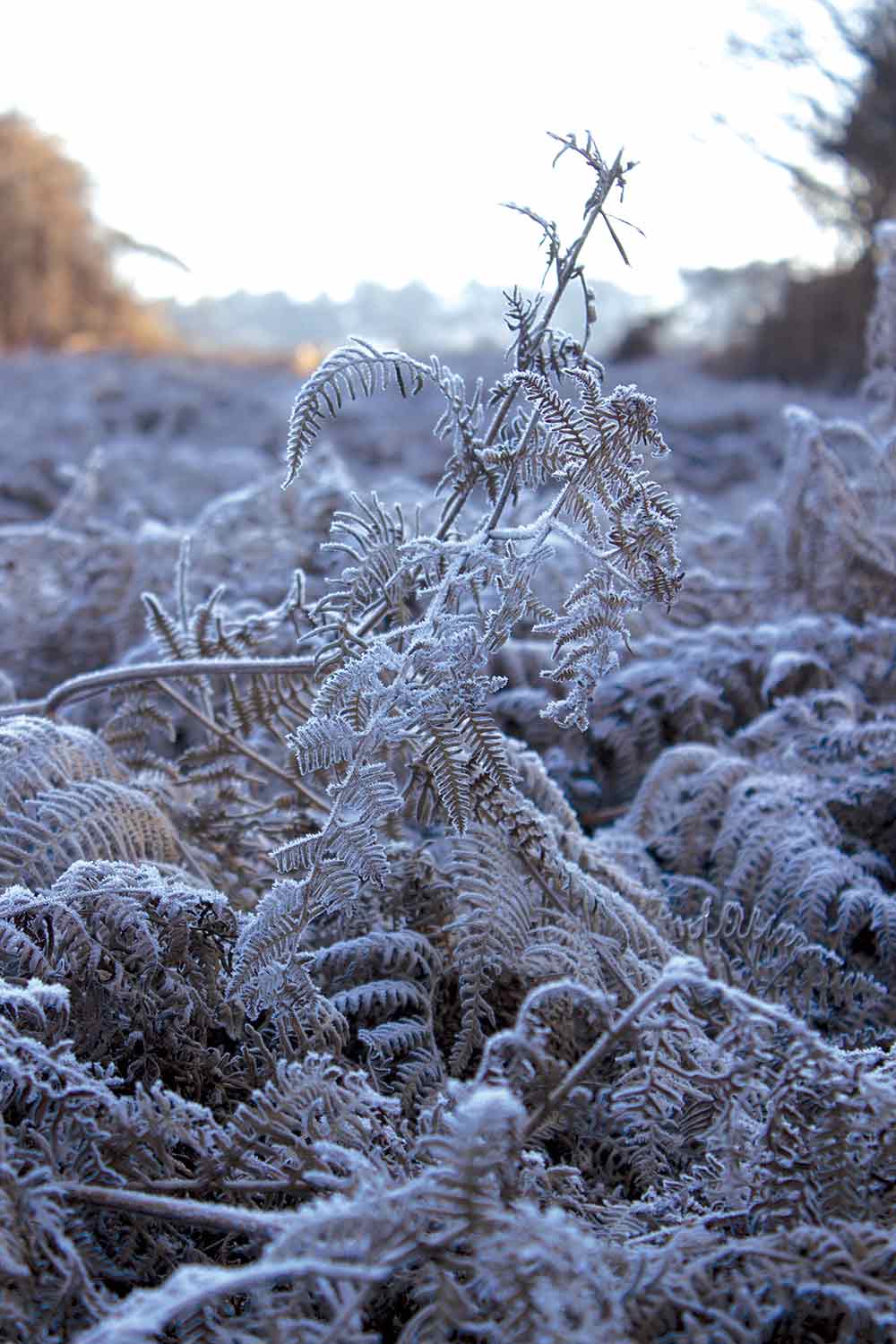 Frozen-Braken