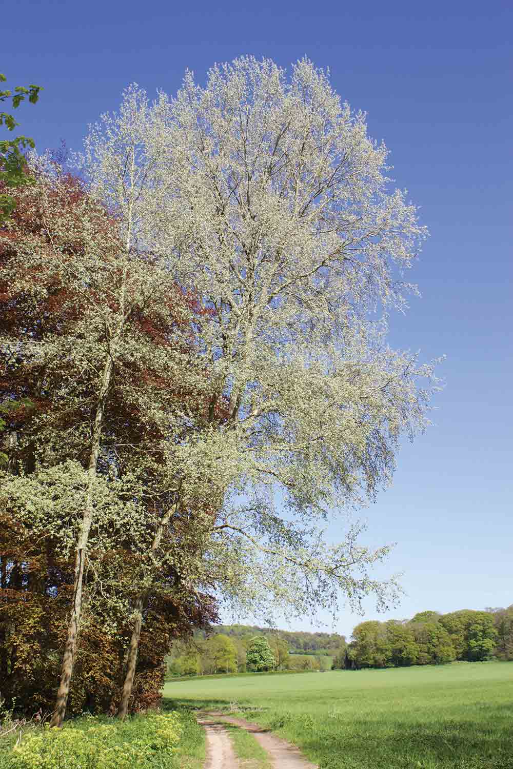 Trees