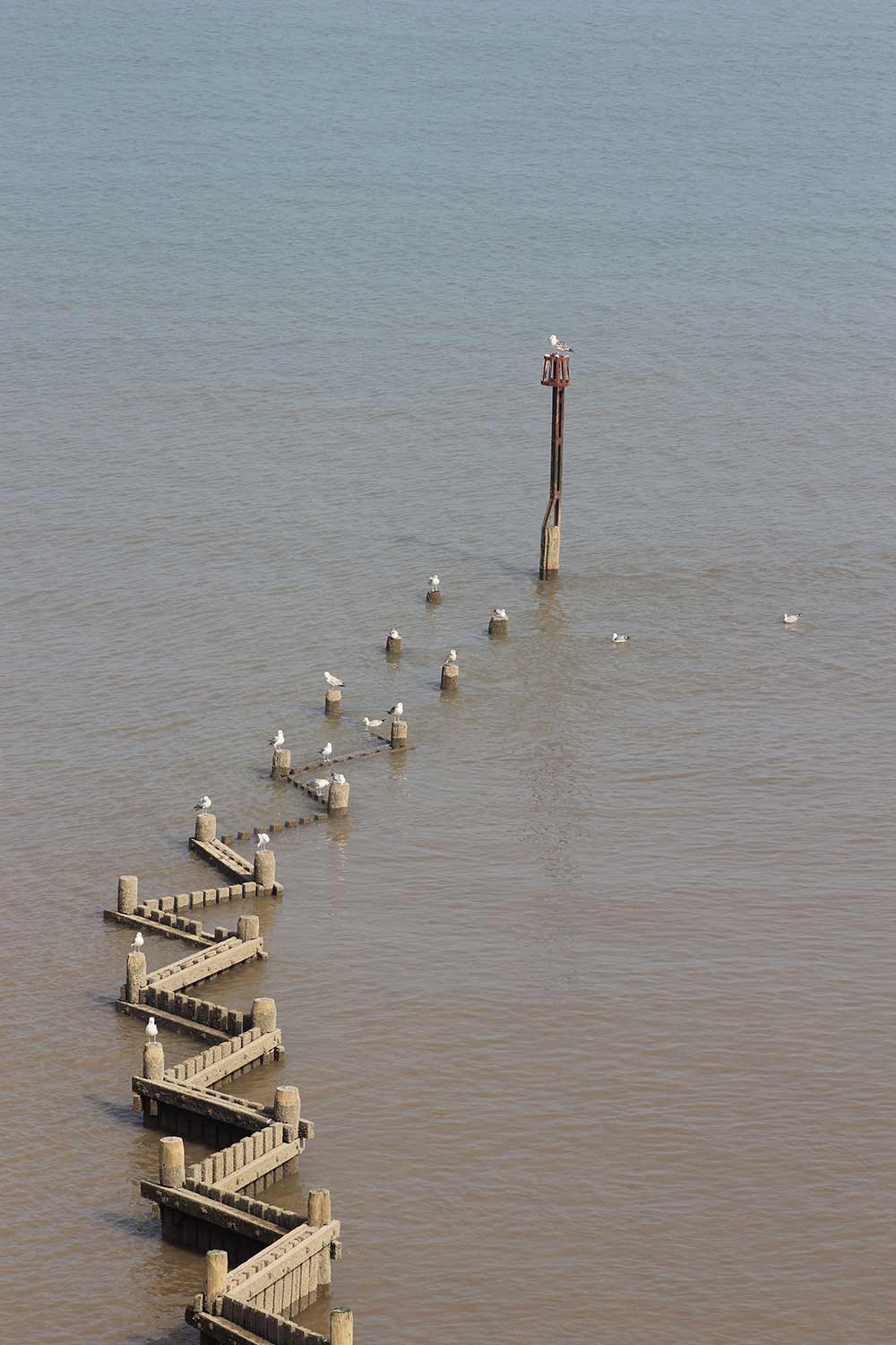 resting-gulls