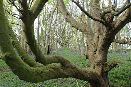 Bluebell View