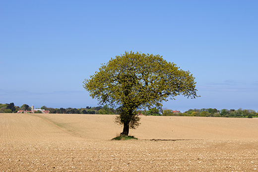 Lone-Tree